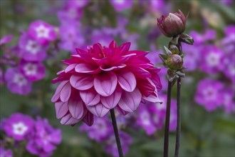 Dahlia (Dahlia), North Rhine-Westphalia, Germany, Europe