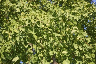 Branches with heart-shaped leaves and fruits of a tree of the species Ginkgo (Ginkgo biloba) in Bad