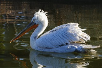 Swimming Dalmatian Pelican (Pelecanus crispus), occurring in south-east Europe, Asia, captive,