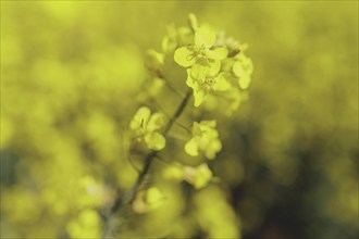 Rapeseed in Vierkirchen, 12/04/2024