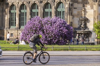 The lilacs bloom magnificently at the Zwinger moat, Dresden, Saxony, Germany, Europe