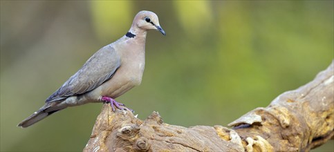 Red-crested Pigeon, (Streptopelia vinacea), Red-winged Turtle Dove, Morgan Kunda lodge / road to