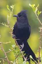 Jacobin cuckoo (Clamator jacobinus), (Oxylophus jacobin), Addo Elephant National Park, Addo,