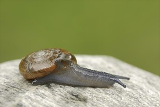 Draparnaud's glass snail (Oxychilus draparnaudi), North Rhine-Westphalia, Germany, Europe