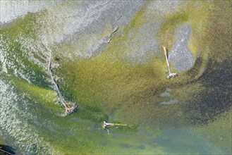 Aerial view over confluence of rivers Rio Frio and Rio Yelcho, dead tree trunks on sandbanks,