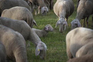 Several sheep peacefully grazing and resting in a green pasture, Germany, Europe