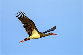 Black stork (Ciconia nigra), aerial view, blue sky, Lesvos Island, Greece, Europe