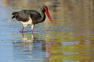 Black stork (Ciconia nigra), searching for food in the water, Lesbos Island, Greece, Europe