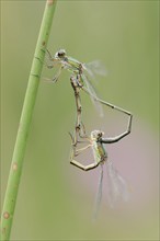 Willow emerald damselfly (Chalcolestes viridis), male and female, mating wheel, North