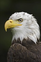 Bald eagle (Haliaeetus leucocephalus), portrait, captive, occurrence in North America