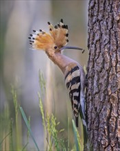 Hoopoe (Upupa epops) with food, prey, hunting, adult bird, Bird of the Year 2022, erected bonnet,