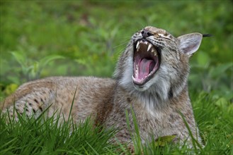 Sleepy Eurasian lynx (Lynx lynx) yawning and showing large fangs, canines in meadow