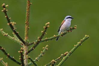 Red-backed shrike (Lanius collurio) adult male perched in spruce tree at forest edge in spring