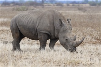 Southern white rhinoceros (Ceratotherium simum simum), adult male feeding on dry grass, foraging,