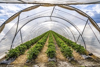 Agriculture, large areas with foil tunnels, for the cultivation of strawberries, wind farm, south