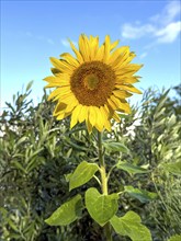 Common sunflower (Helianthus annuus) has flower with yellow petals open in front of blue sky with