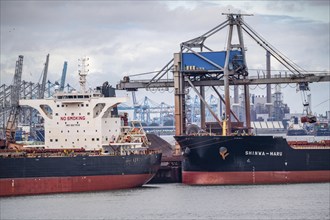 Bulk carriers, cargo ships for bulk goods such as coal, ores, sand, are unloaded in the seaport of