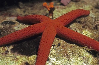 Mediterranean red sea star (Echinaster sepositus) Purple starfish, Mediterranean Sea