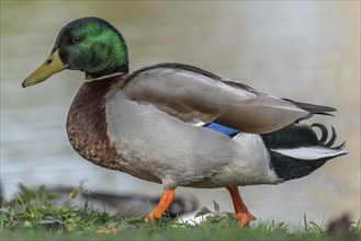 Male mallard duck (Anas platyrhynchos) resting by a river in spring. Bas Rhin, Alsace, France,