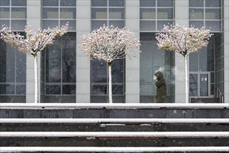 Three snow-covered trees stand in front of the Latvian National Library, a person exhales breath or