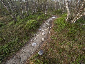 Footpath, among Hairy Birch (Betula pubescens) woodland, May, Finnish Lapland