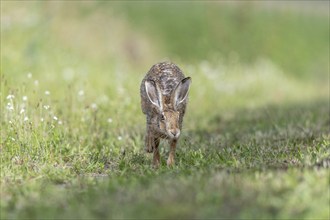 European hare (Lepus europaeus) Brown hare in motion hopping in a meadow. Kaiserstuhl, Freiburg im