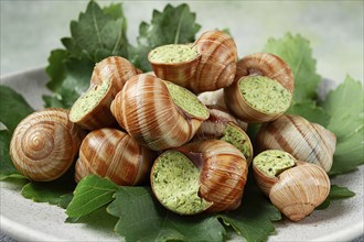 Grape snails, stuffed in burgundy, french cuisine