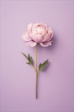 Single pink peony flower on pastel violet background. KI generiert, generiert, AI generated