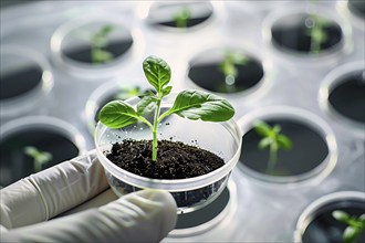 Small plant seedling in research lab. Concept for biotechnology and genetic modification. KI