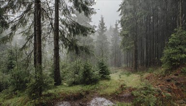 Landscape, forest, spruce forest in the rain, AI generated, AI generated