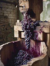 Grape cluster, vine, grape, cluster, close up, detail, traditional, wine press, AI generated