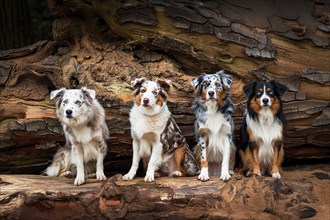 Young Australian shepherd dogs seated on tree trunk, AI generated