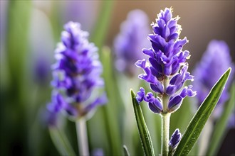 Detailed macro of a lavender flower (Lavandula angustifolia), showing the tiny purple buds and