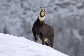 Alpine chamois (Rupicapra rupicapra) female, doe in dark winter coat foraging in snow covered