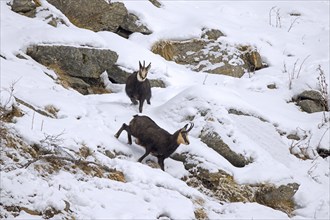 Rutting Alpine chamois (Rupicapra rupicapra) male, buck chasing female on snow covered mountain