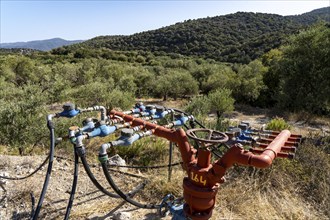 Water supply in an olive tree plantation, several hoses lead from a main pipe to the respective