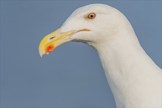 Lesser Black-backed Gull (Larus fuscus) portrait in a harbour on the Atlantic coast. Camaret,