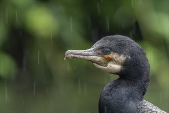 Portrait of a great cormorant (Phalacrocorax carbo) in colourful breeding plumage in spring during