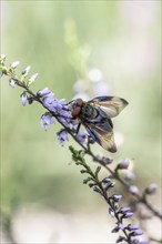 Shiny wedge-spotted hoverfly (Eristalis rupium), Emsland, Lower Saxony, Germany, Europe