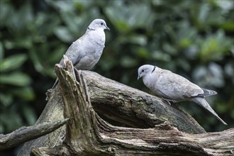 Eurasian collared doves (Streptopelia decaocto), Emsland, Lower Saxony, Germany, Europe