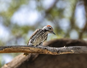 Golden-tailed woodpecker (Campethera abingoni) sitting on a branch, Etosha National Park, Namibia,