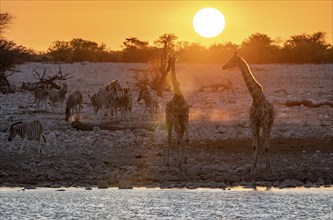 Angolan giraffes (Giraffa giraffa angolensis) and plains zebras (Equus quagga), backlit at sunset,