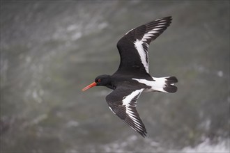 Oystercatcher (Haematopus ostralegus) in flight, Hvalfjörður, Iceland, Europe