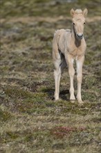 Foal, Icelandic horse, Iceland, Europe