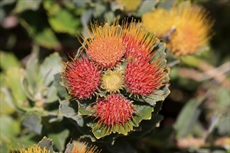 Pincushion protea (Protea Leucospermum erubescens), flower, flowering, silver tree plant,