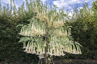 Angel's trumpet (Brugmansia x candida Maja), Herrenhausen Gardens, Hanover, Lower Saxony