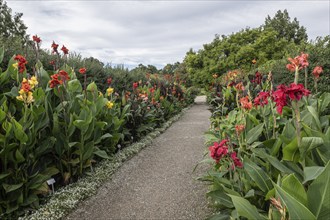 Pretoria Canna Lily (Canna indica), Berggarten Hannover, Lower Saxony, Germany, Europe