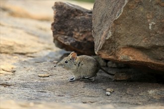 Short-eared elephant shrew, (Macroscelides probosideus), adult, foraging, Mountain Zebra National