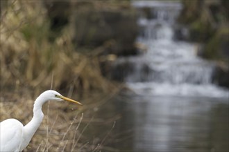 A Great Egret (Ardea alba, Casmerodius albus, Egretta alba) standing in front of a small waterfall