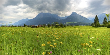 Loretto meadows near Oberstdorf, behind Oberstdorf and the Allgäu Alps, Allgäu, Bavaria, Germany,